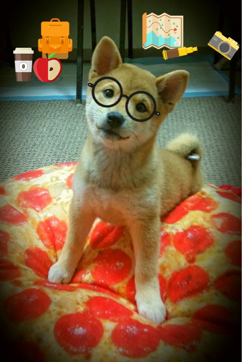 中国三人篮球女子队伍连胜不止 展现冠军相，中国三人篮球女队获得的成绩