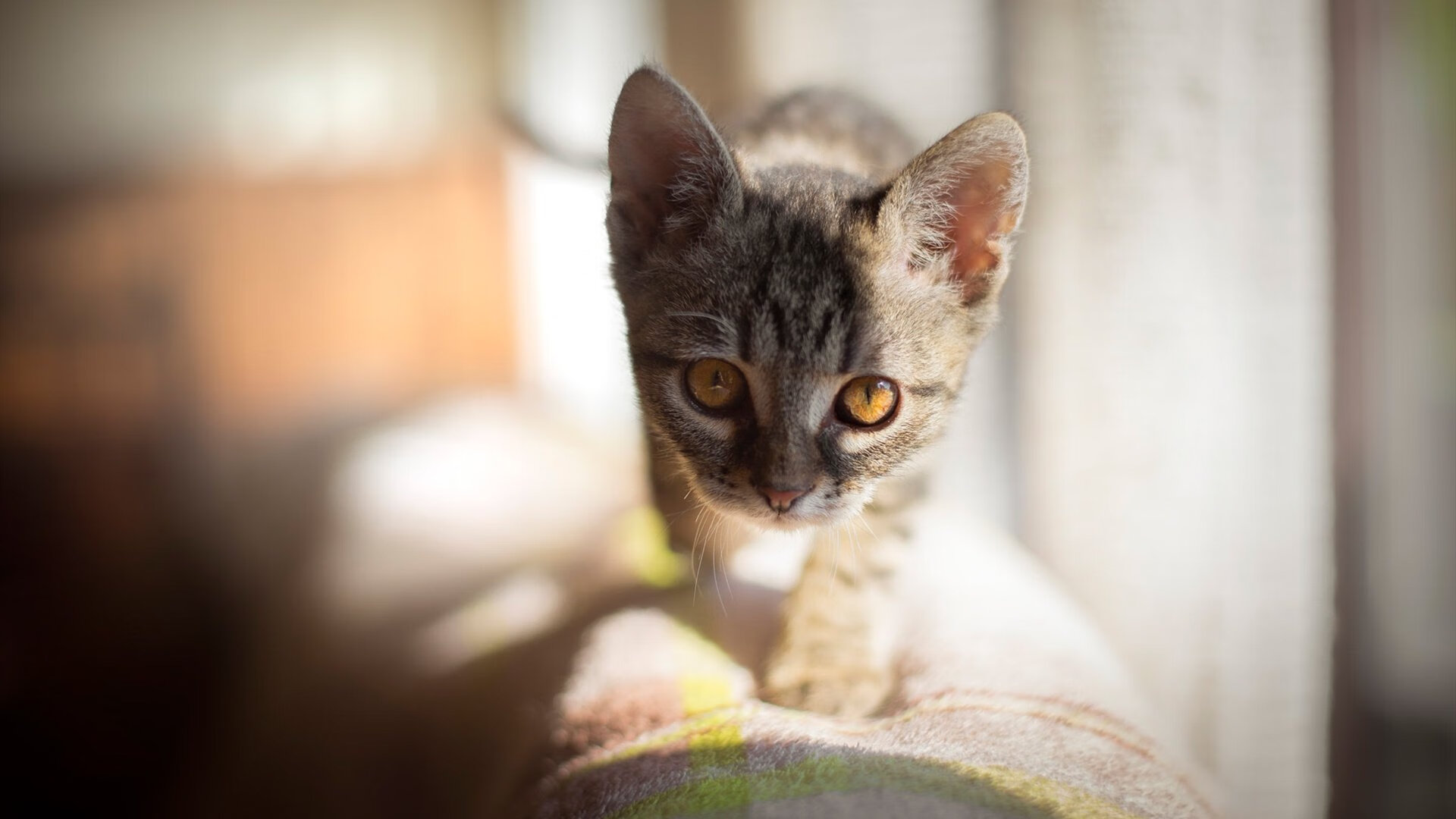 仰泳200米德国队双将晋级，仰泳世界冠军