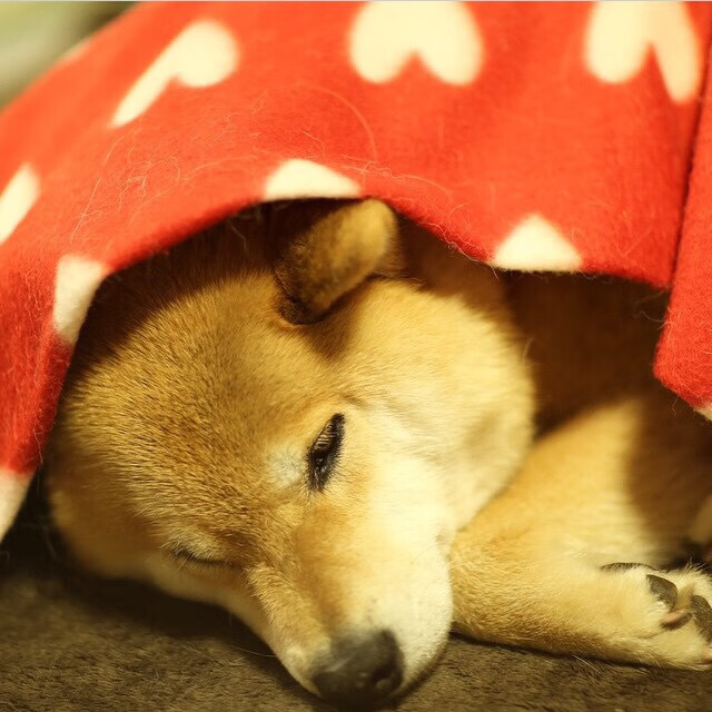 中国足球职业俱乐部球员转会市场活跃度增强,中国足球球员转会费排名