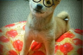 开云体育平台-中国三人篮球女子队伍连胜不止 展现冠军相，中国三人篮球女队获得的成绩