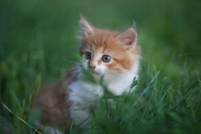 开云LOL-中超联赛国家队晋级 球迷支持不遗余力，中超参赛队