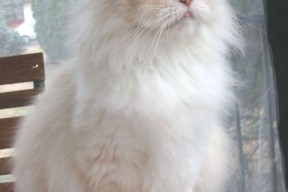 开云 官网 入口-印度乒乓队未来展望：建立全新的战术体系，追求精确执行，印度乒乓球厉害吗