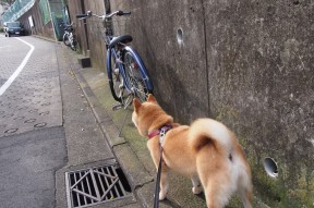 开云体育中国官方网站-伊拉克男篮在西亚锦标赛中展现实力，奋勇争先