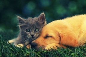 开云网页版登录入口-仰泳200米德国队双将晋级，仰泳世界冠军